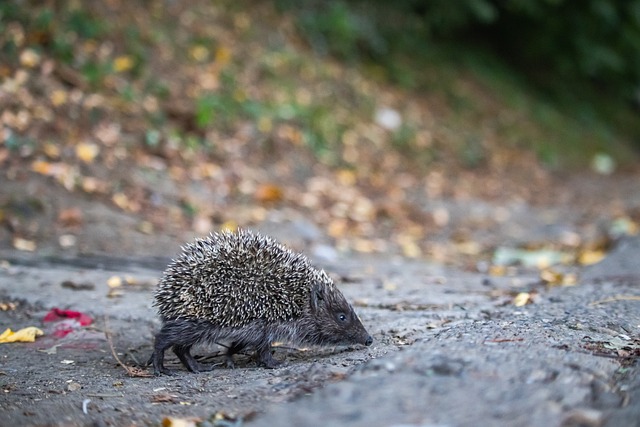 西甲：皇马客场1-1战平比利亚雷亚尔